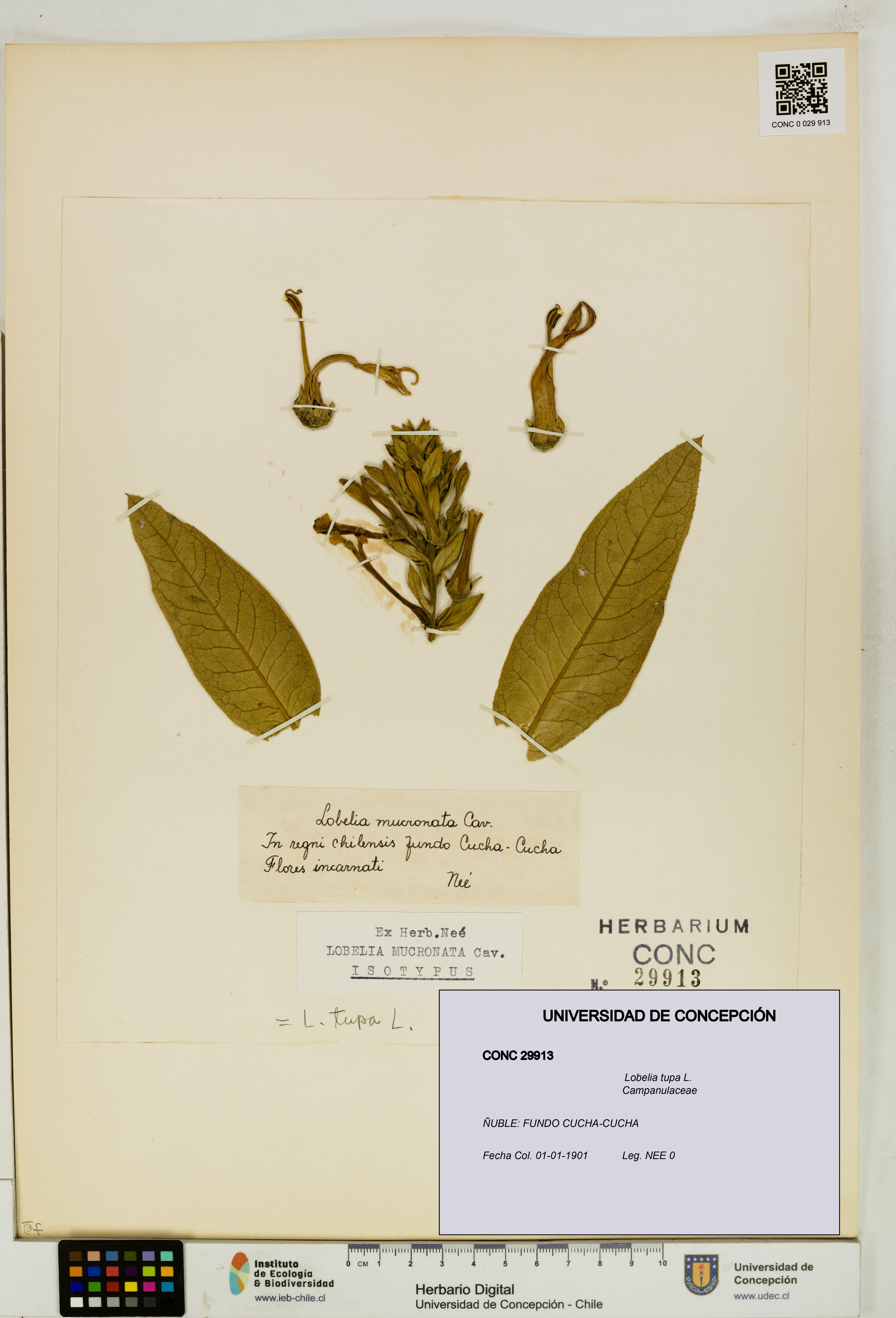 Lobelia tupa [Espécimen: UDEC:CONC:0029913]