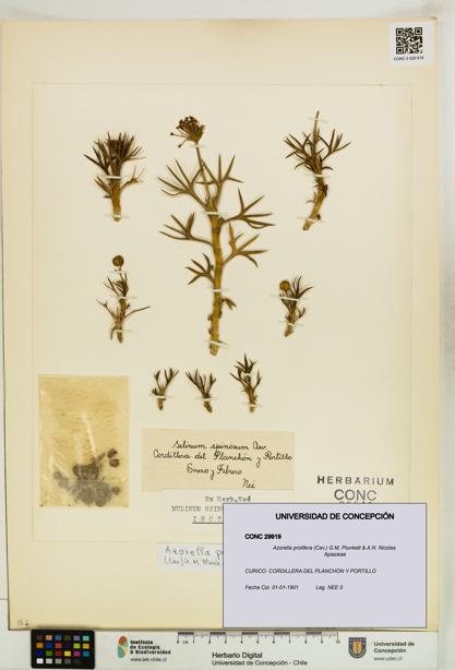 Azorella prolifera [Espécimen: UDEC:CONC:0029919]