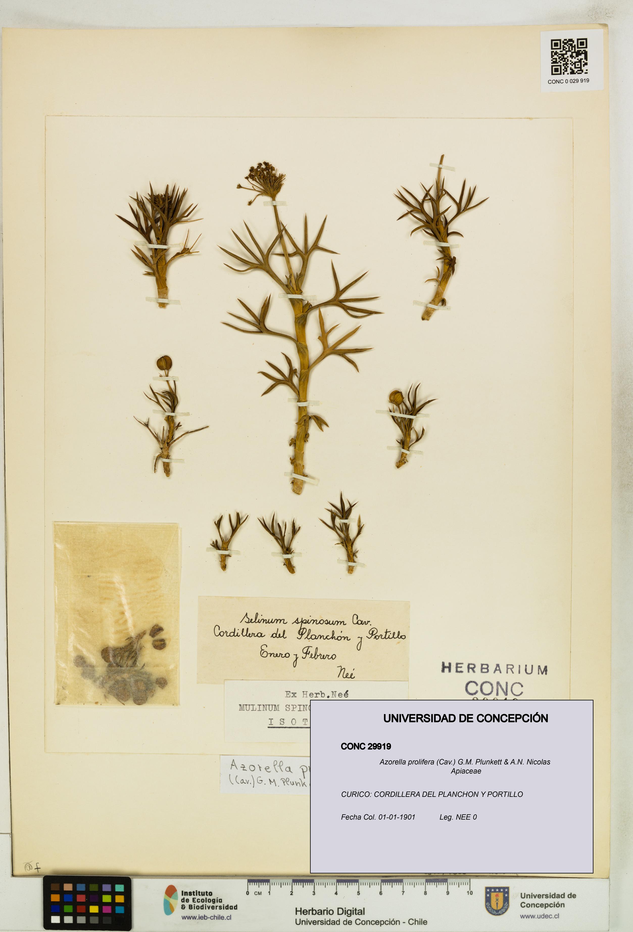 Azorella prolifera [Espécimen: UDEC:CONC:0029919]