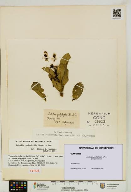 Lobelia polyphylla [Espécimen: UDEC:CONC:0029922]