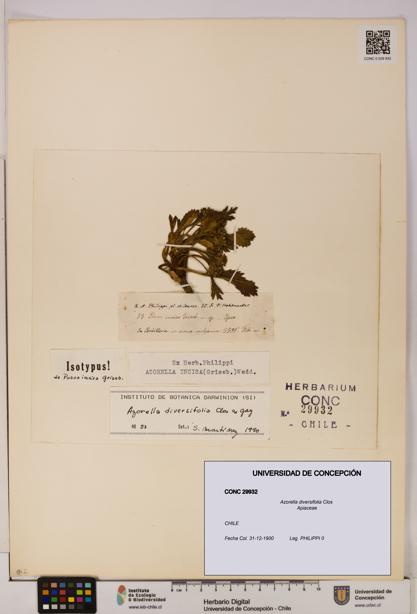 Azorella diversifolia [Espécimen: UDEC:CONC:0029932]