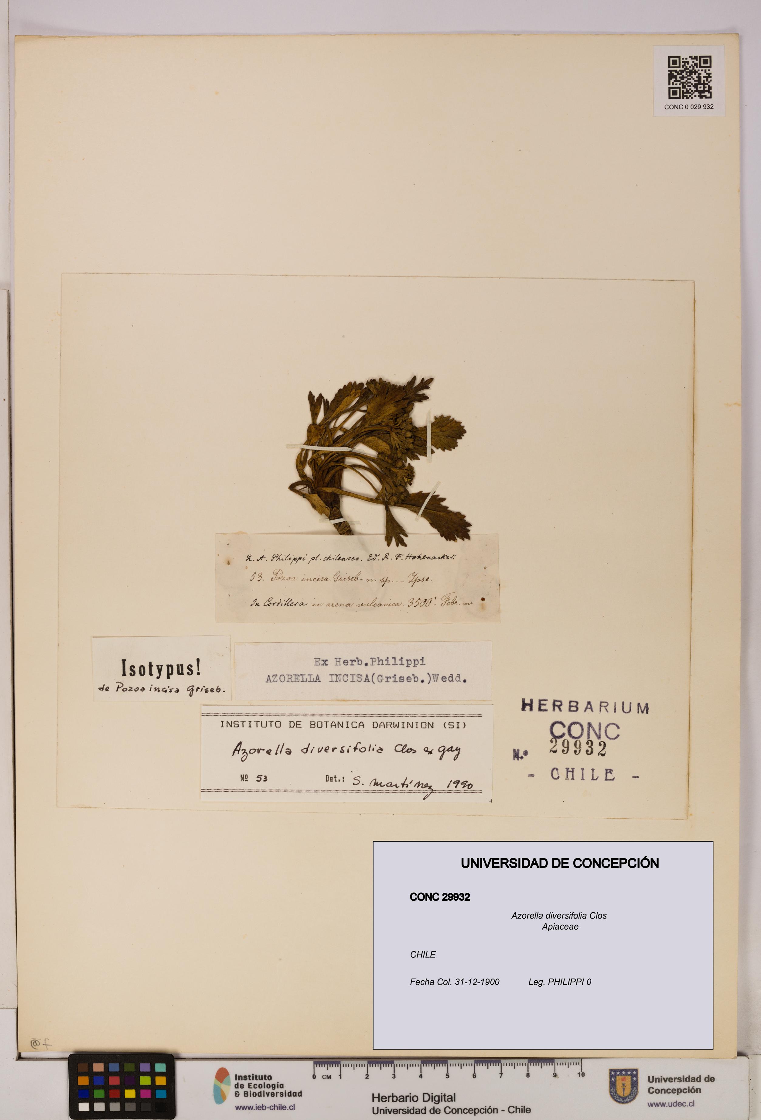 Azorella diversifolia [Espécimen: UDEC:CONC:0029932]