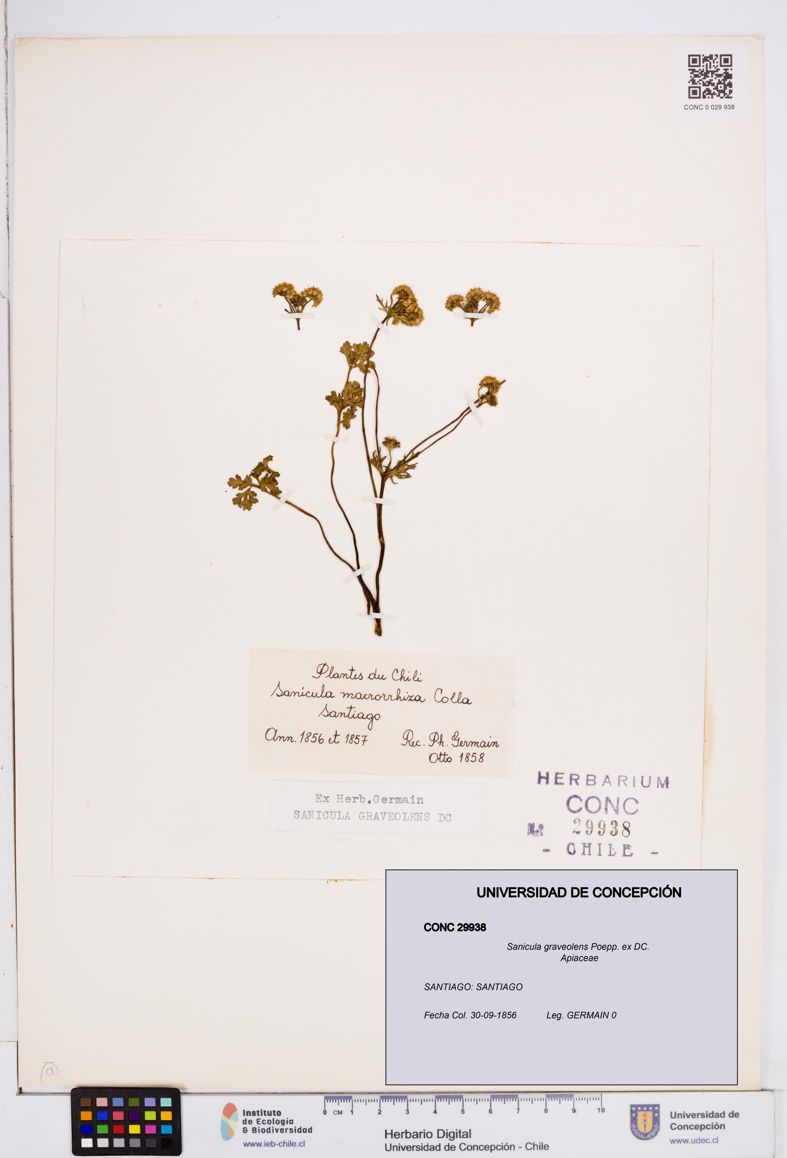 Sanicula graveolens [Espécimen: ]