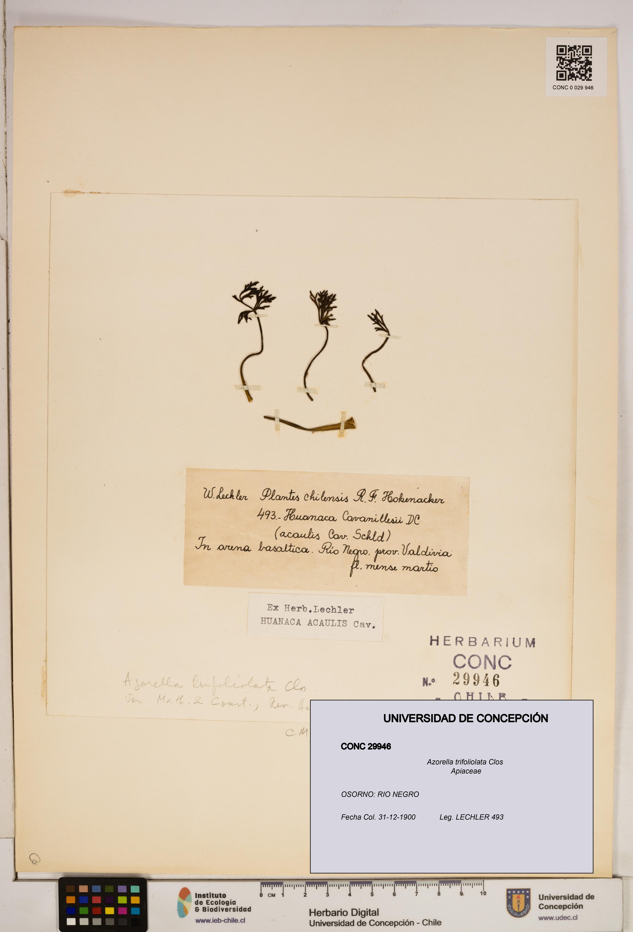Azorella trifoliolata [Espécimen: ]