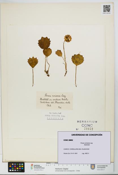 Pozoa coriacea [Espécimen: UDEC:CONC:0029952]