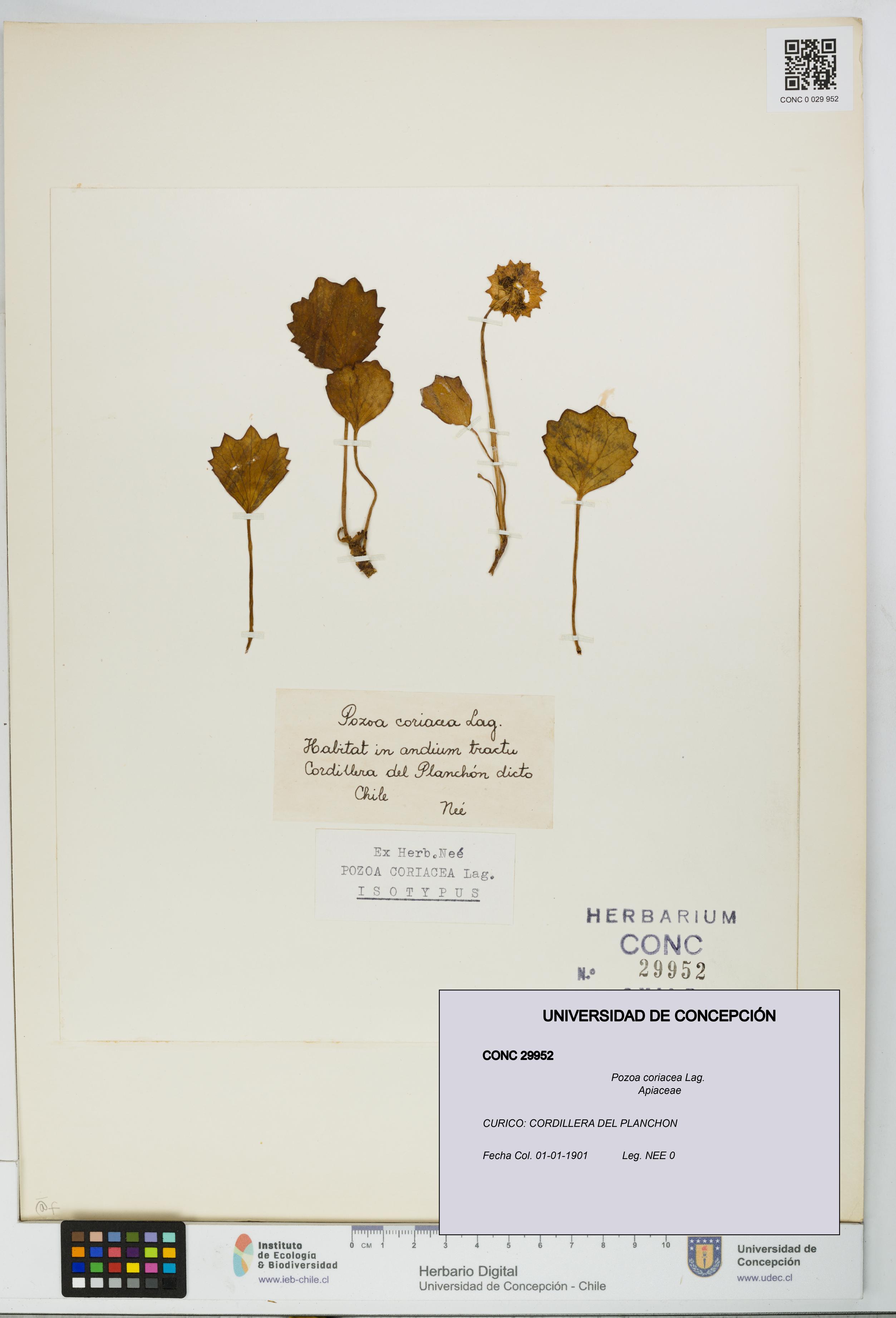 Pozoa coriacea [Espécimen: UDEC:CONC:0029952]