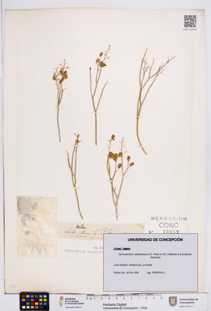 Gymnophyton isatidicarpum [Espécimen: ]