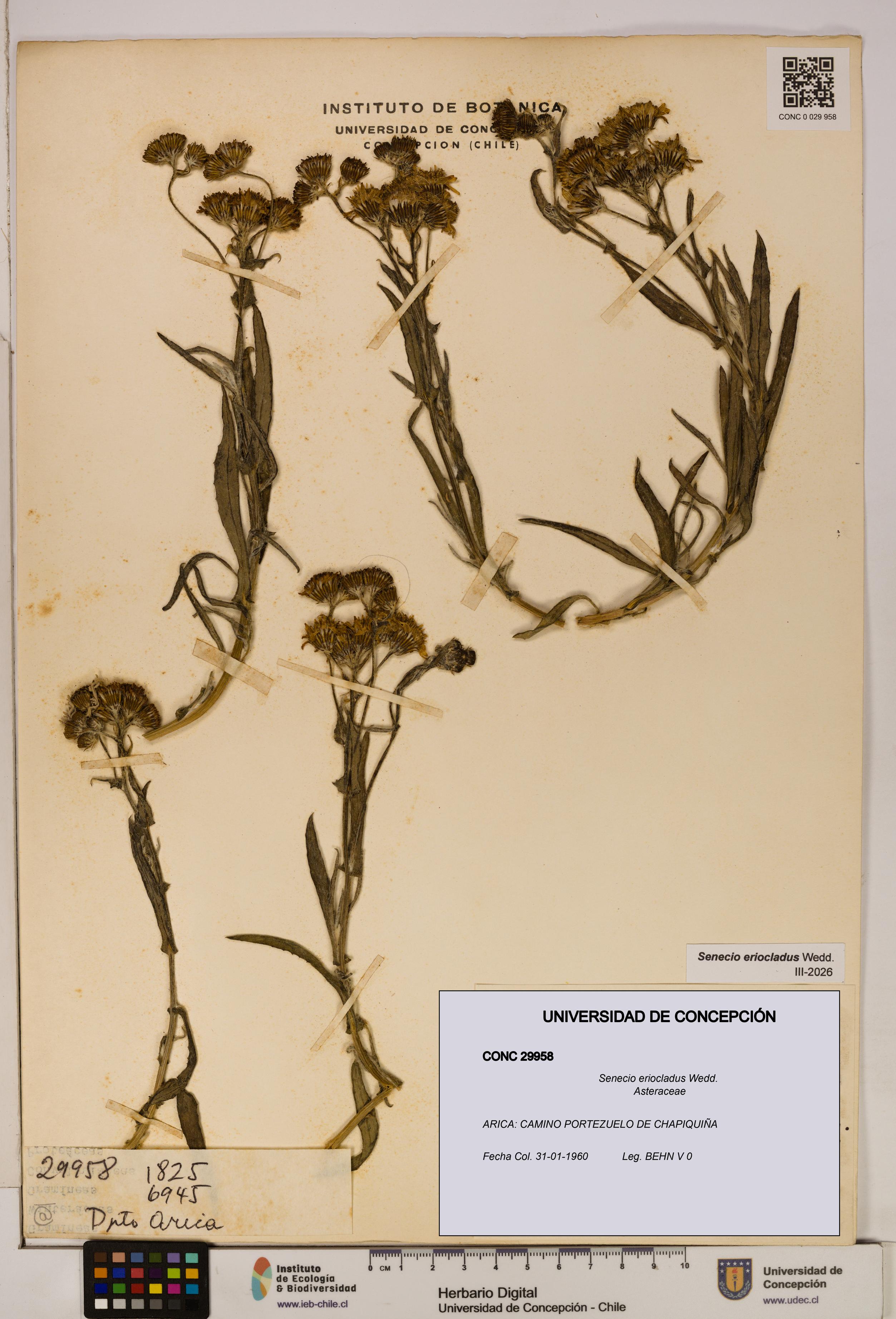 Senecio eriocladus [Espécimen: UDEC:CONC:0029958]