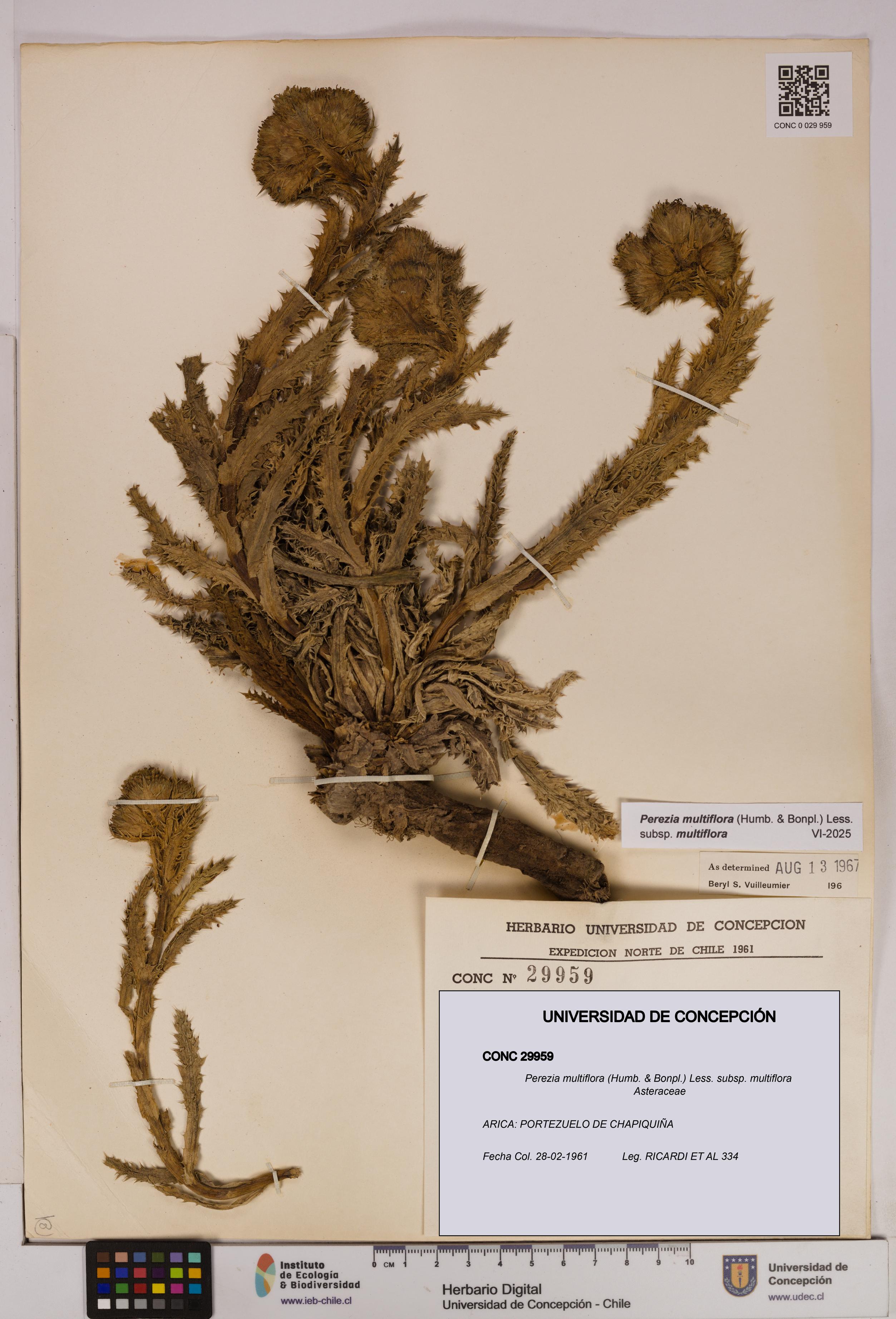 Perezia multiflora subsp. multiflora [Espécimen: UDEC:CONC:0029959]