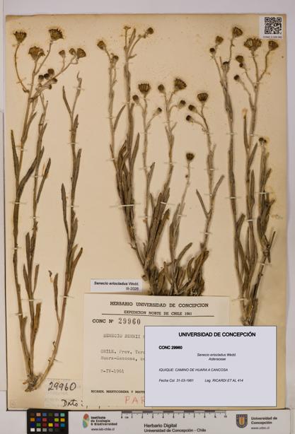 Senecio eriocladus [Espécimen: UDEC:CONC:0029960]