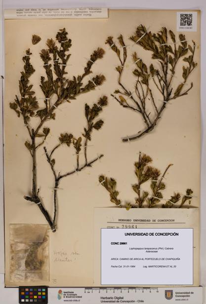 Lophopappus tarapacanus [Espécimen: UDEC:CONC:0029961]