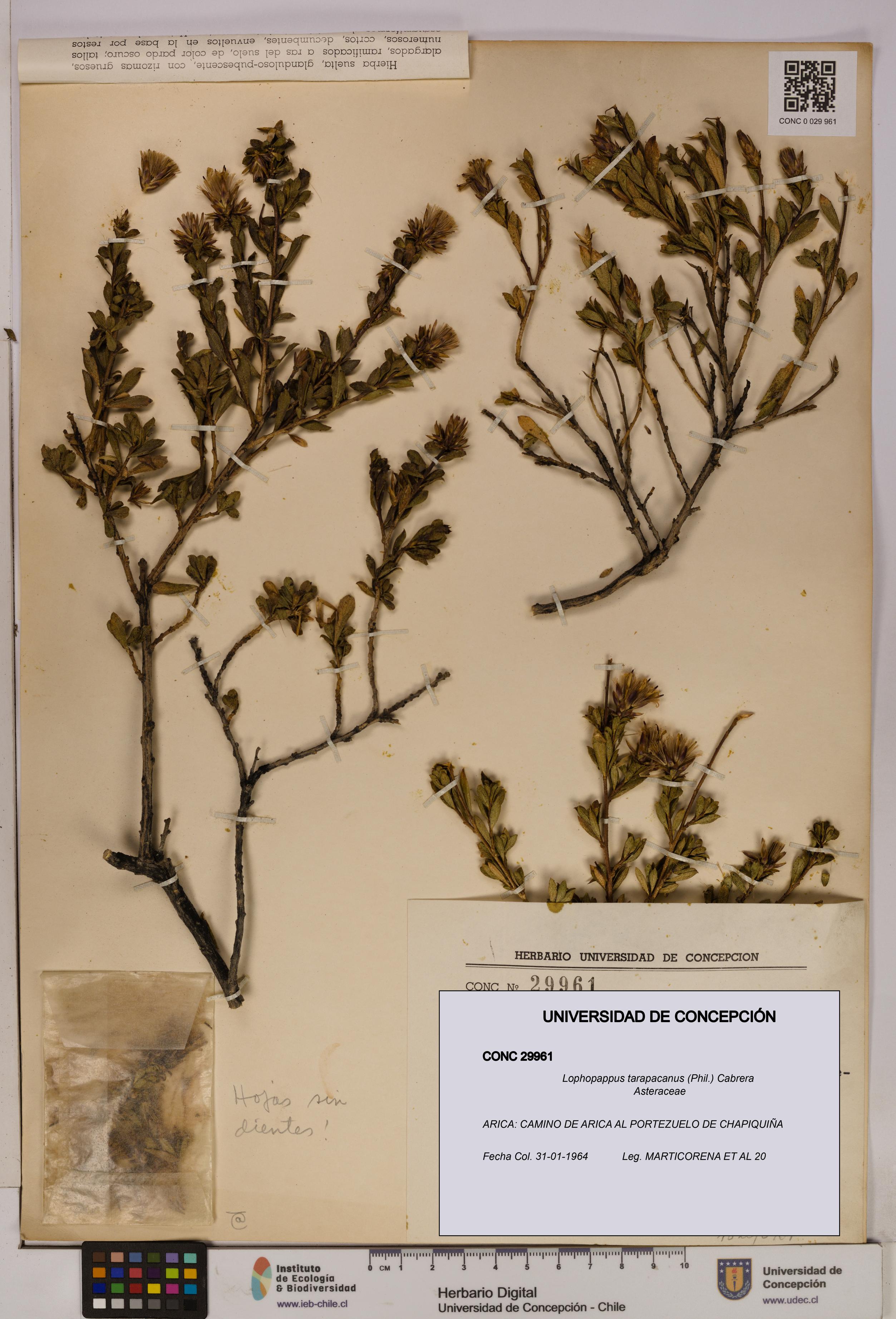Lophopappus tarapacanus [Espécimen: UDEC:CONC:0029961]