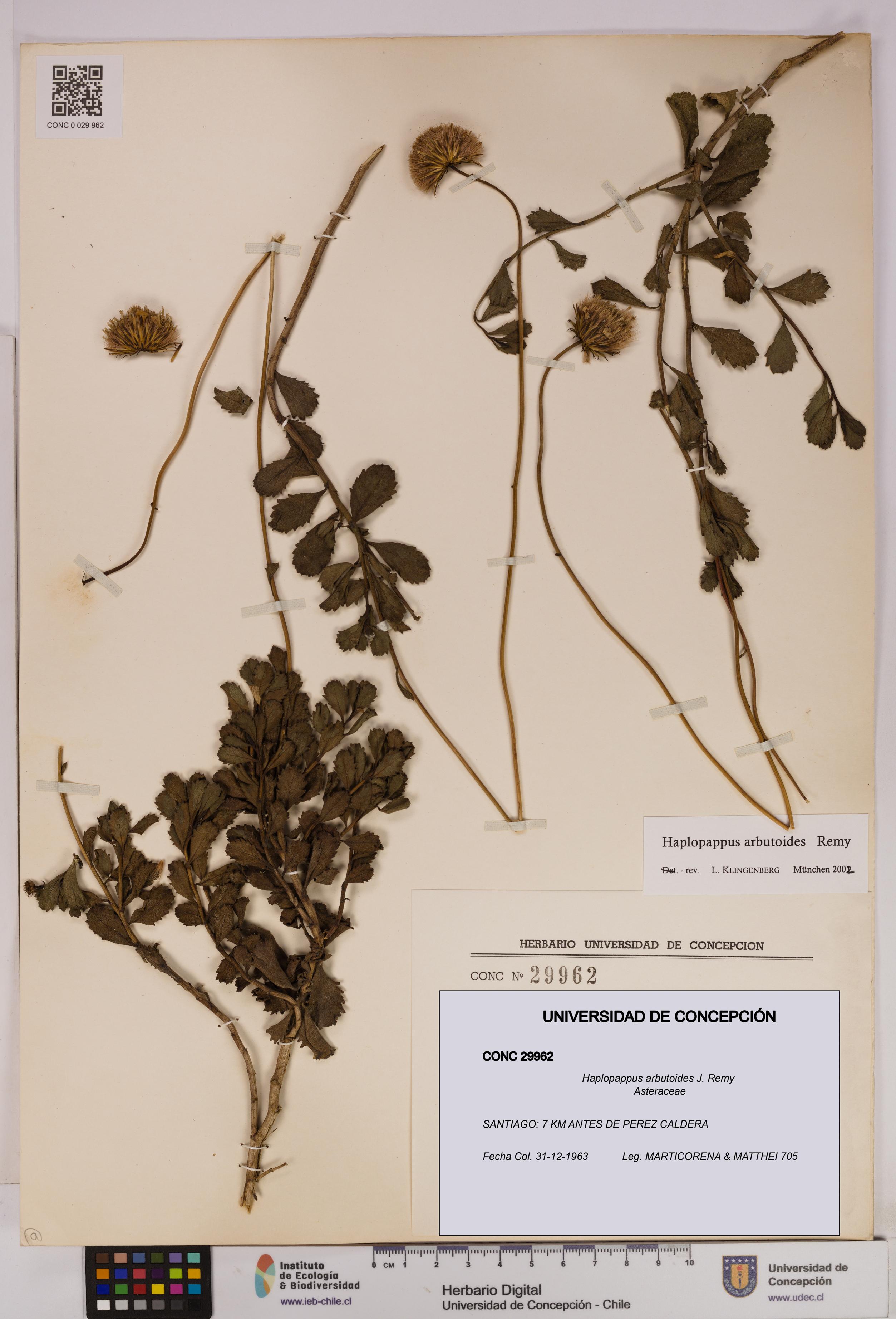 Haplopappus arbutoides [Espécimen: UDEC:CONC:0029962]