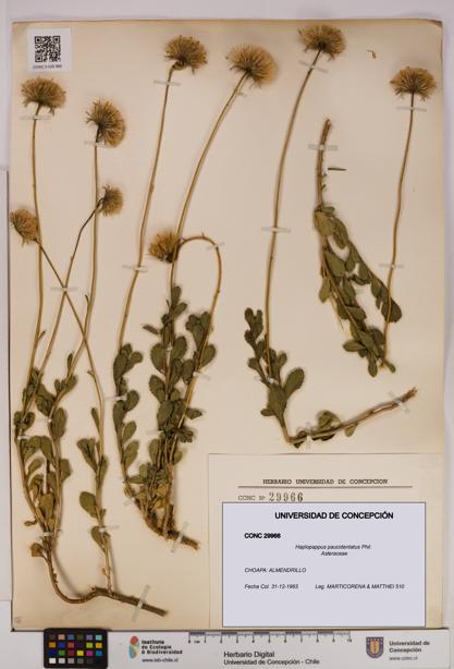 Haplopappus paucidentatus [Espécimen: UDEC:CONC:0029966]