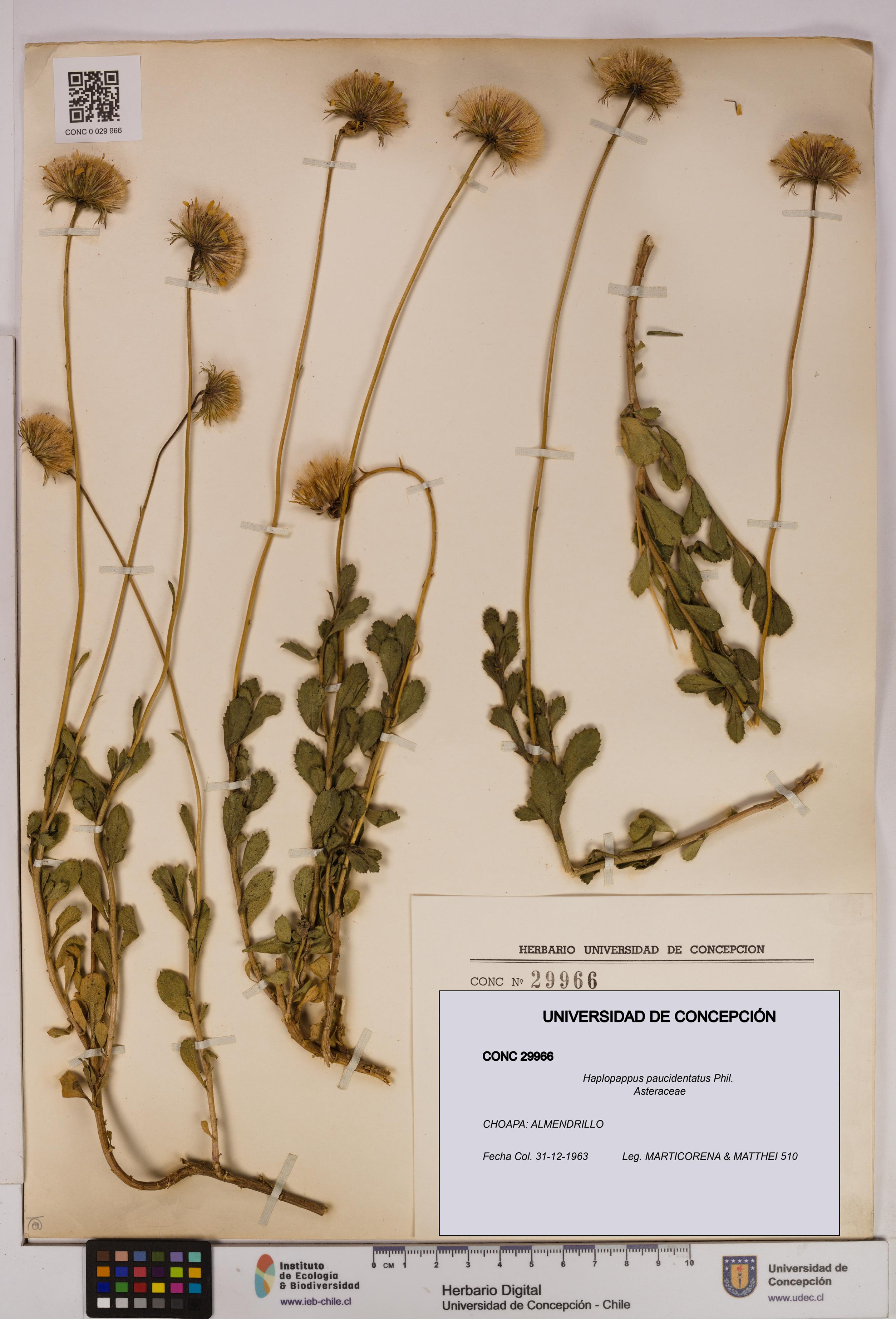 Haplopappus paucidentatus [Espécimen: UDEC:CONC:0029966]