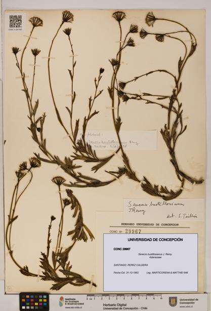 Senecio bustillosianus [Espécimen: UDEC:CONC:0029967]