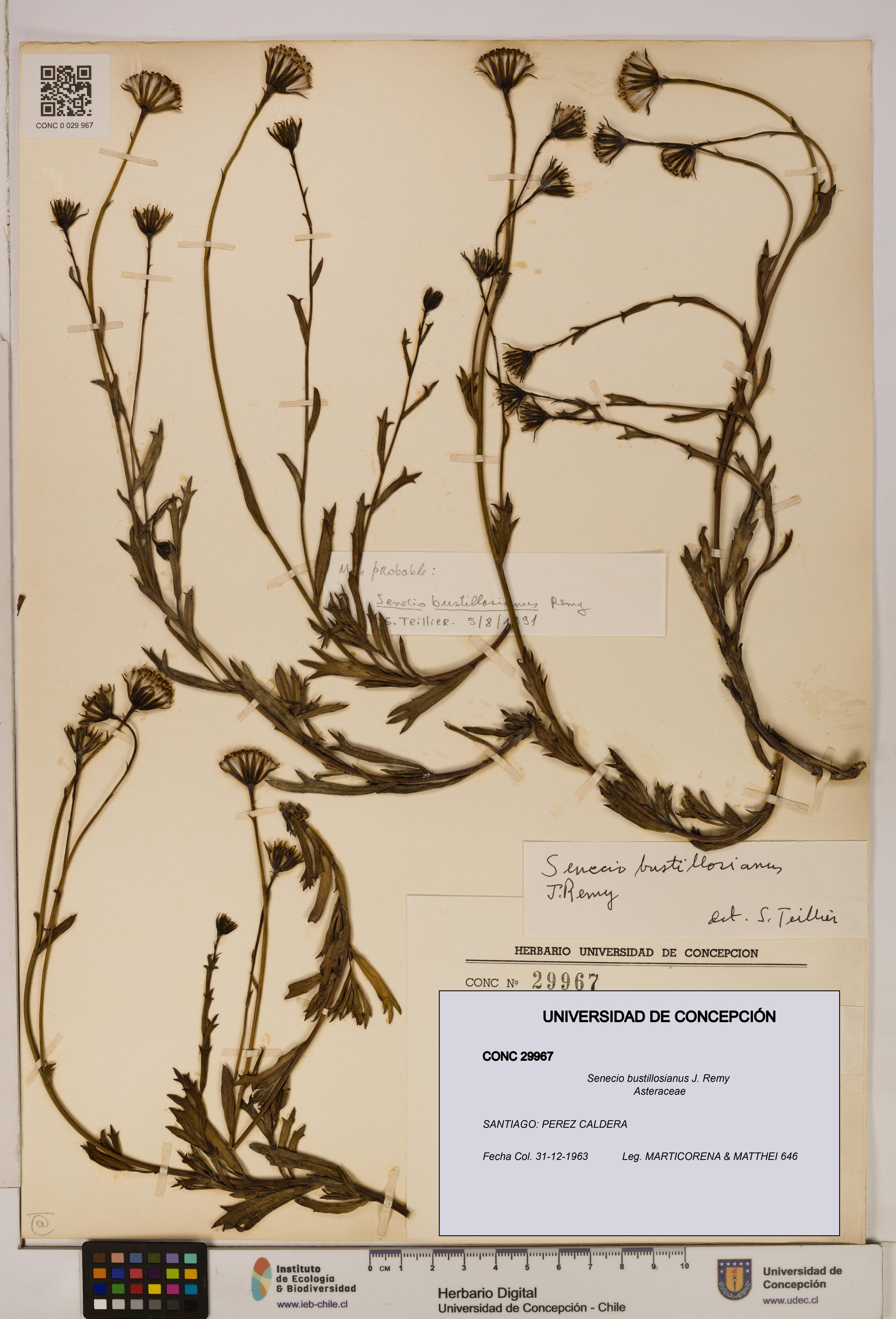 Senecio bustillosianus [Espécimen: UDEC:CONC:0029967]