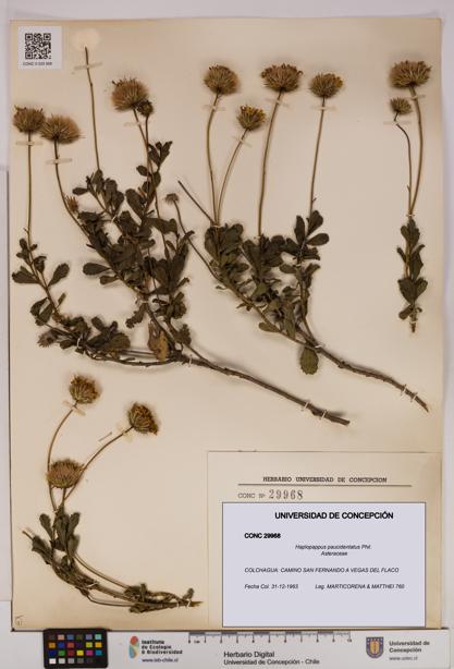 Haplopappus paucidentatus [Espécimen: UDEC:CONC:0029968]