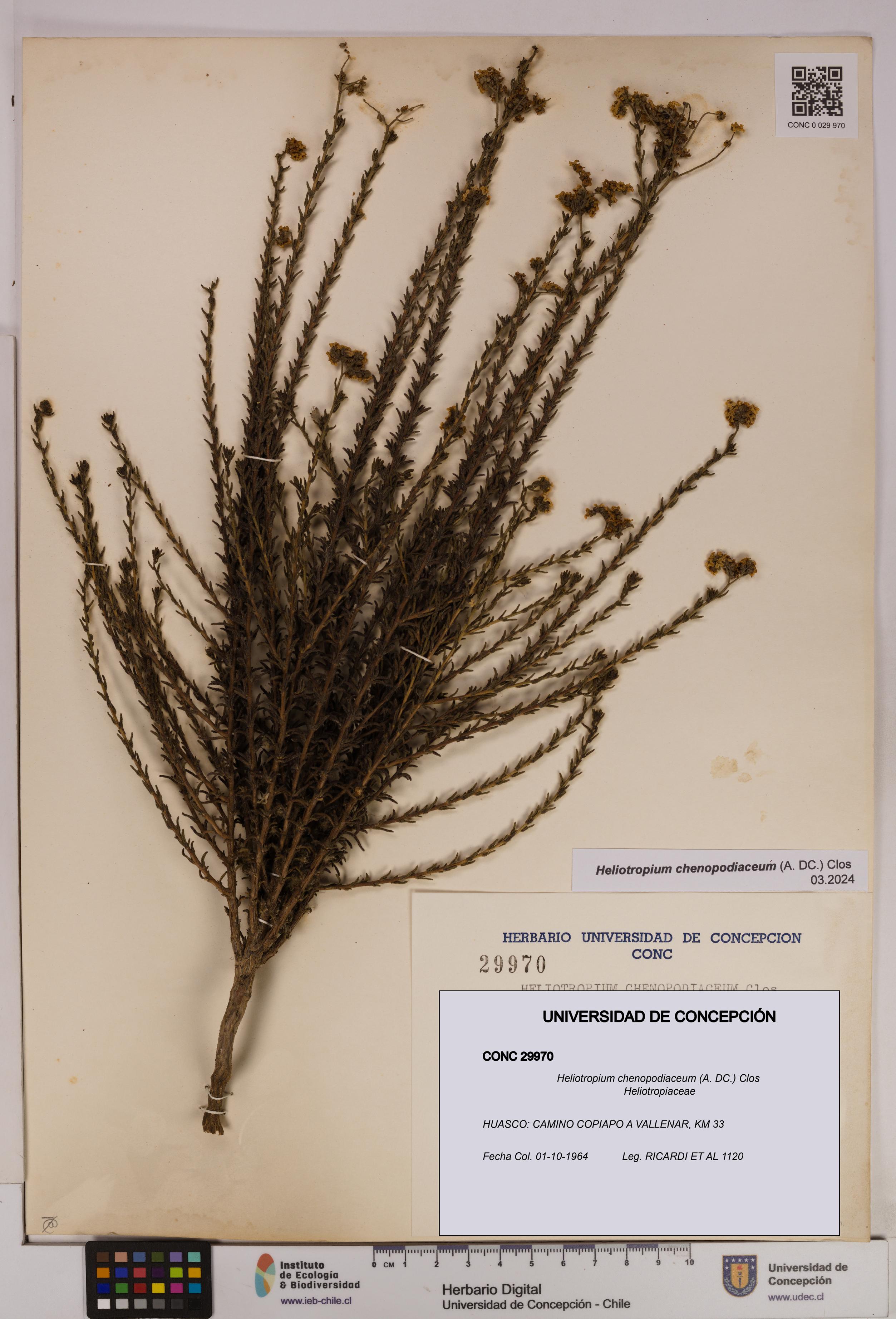 Heliotropium chenopodiaceum [Espécimen: UDEC:CONC:0029970]