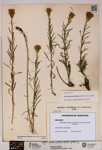 Plectocephalus bulbosus [Espécimen: UDEC:CONC:0029973]