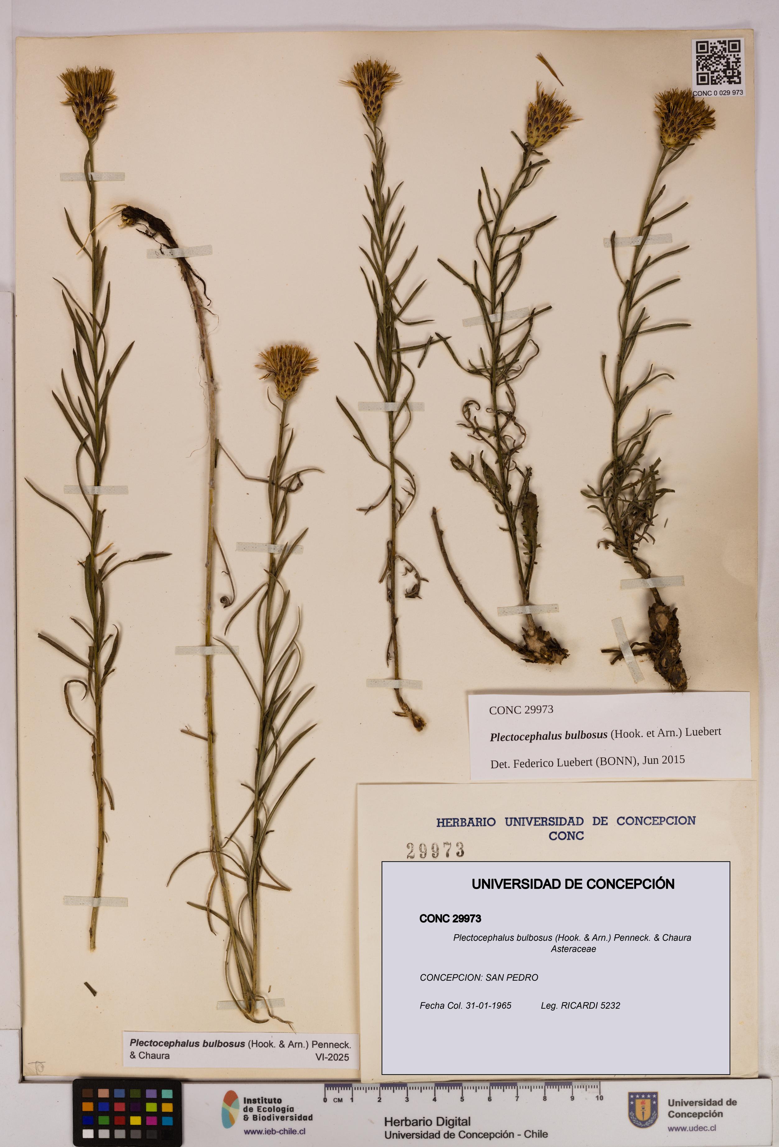 Plectocephalus bulbosus [Espécimen: UDEC:CONC:0029973]