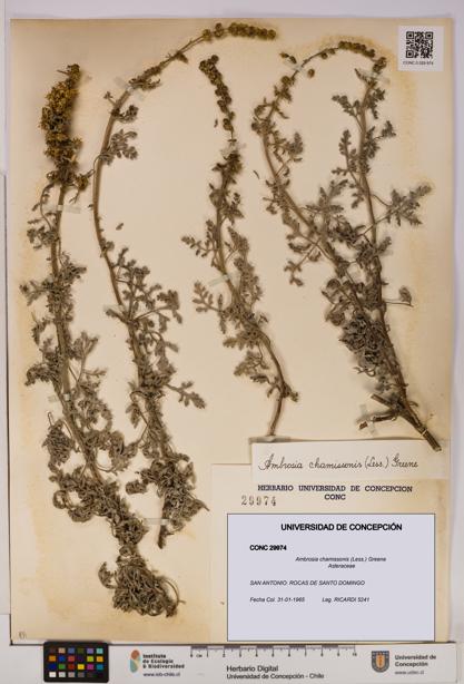 Ambrosia chamissonis [Espécimen: UDEC:CONC:0029974]