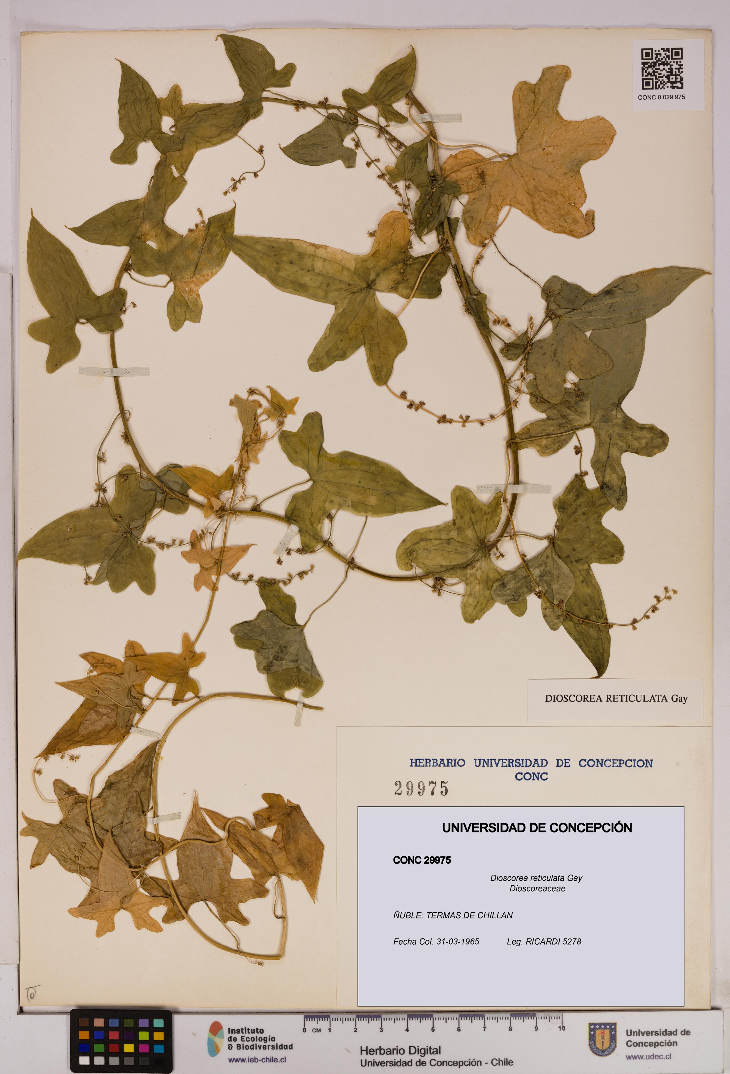 Dioscorea reticulata [Espécimen: UDEC:CONC:0029975]