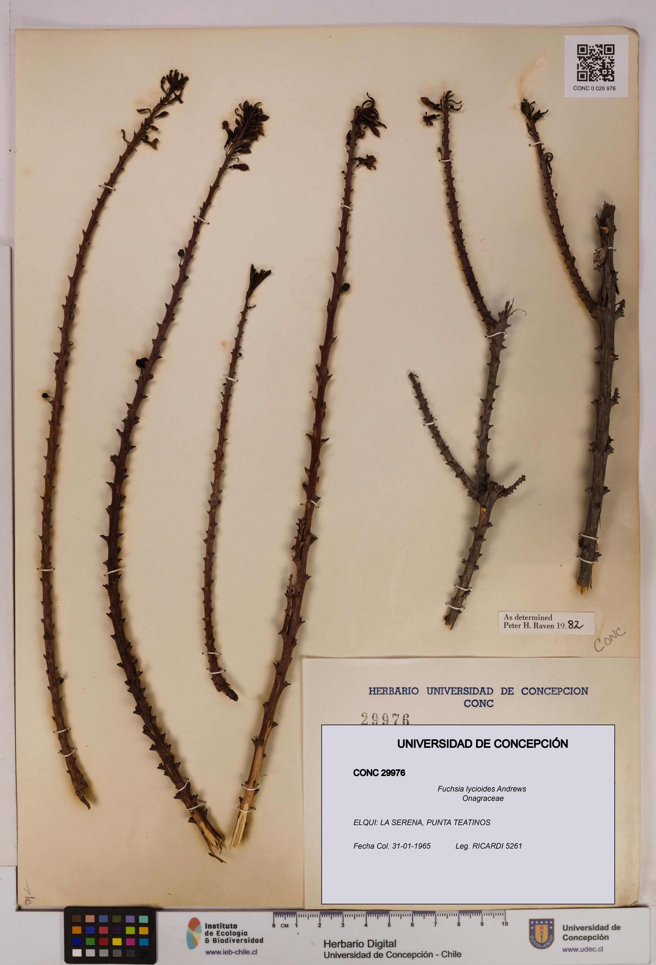 Fuchsia lycioides [Espécimen: UDEC:CONC:0029976]