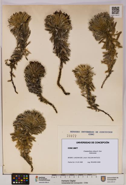 Chaetanthera villosa [Espécimen: UDEC:CONC:0029977]