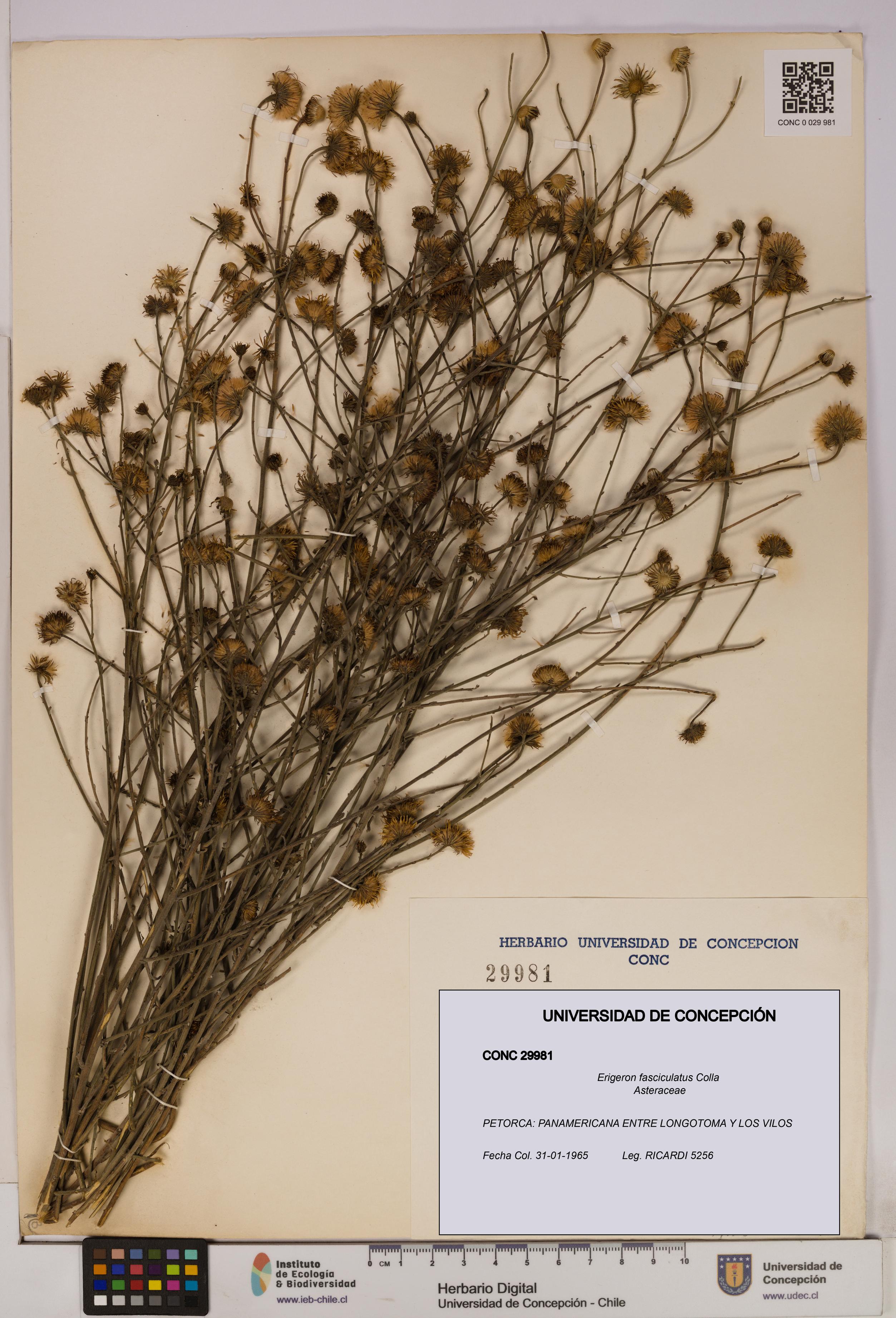 Erigeron fasciculatus [Espécimen: UDEC:CONC:0029981]