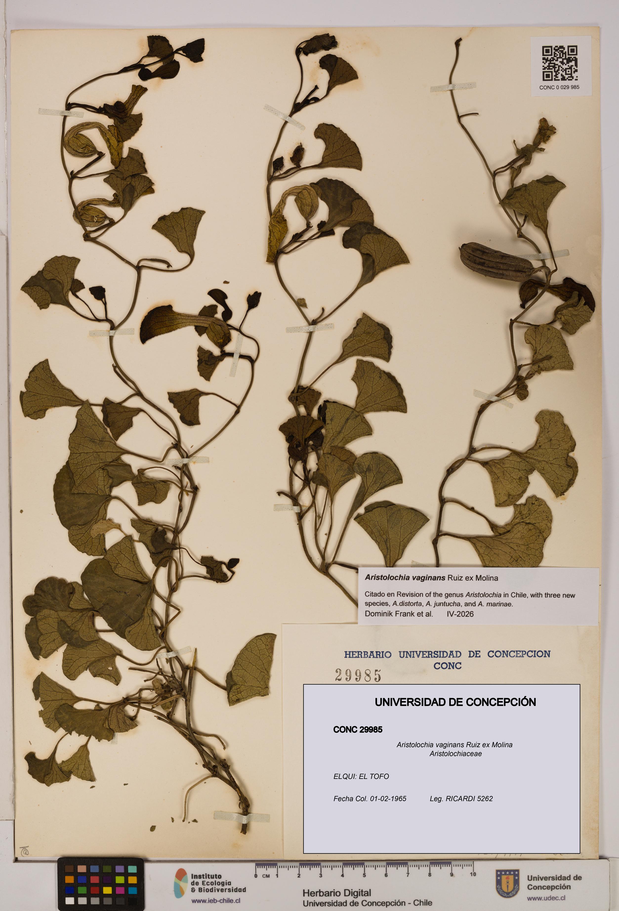 Aristolochia vaginans [Espécimen: ]