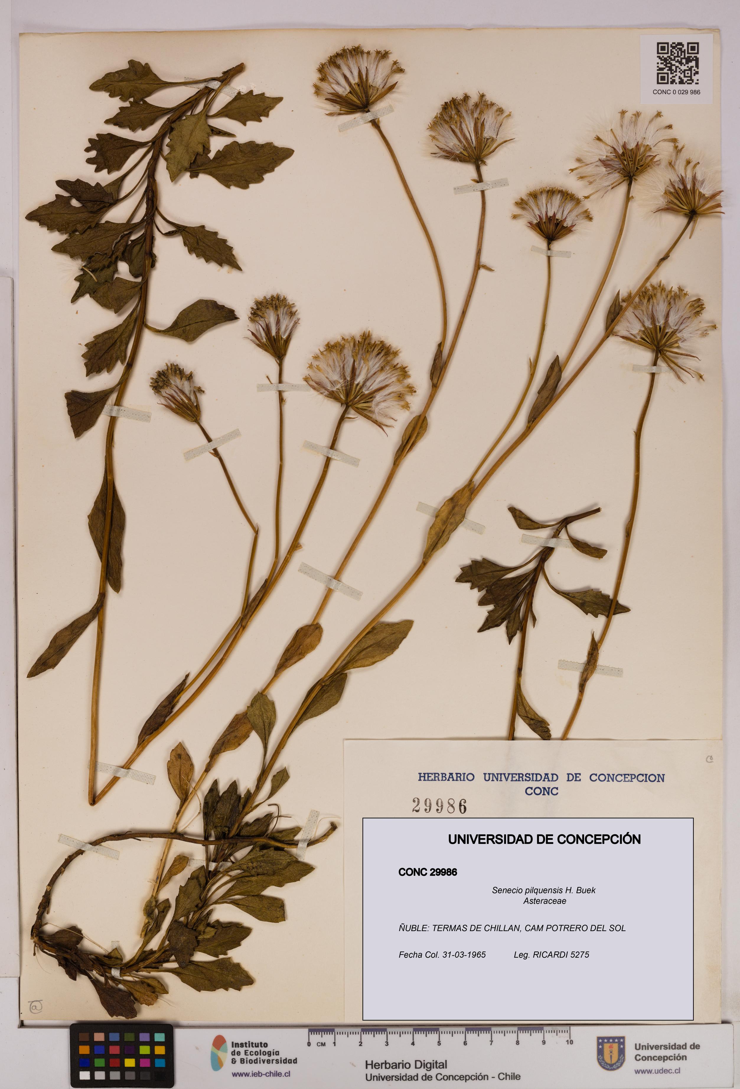 Senecio pilquensis [Espécimen: UDEC:CONC:0029986]