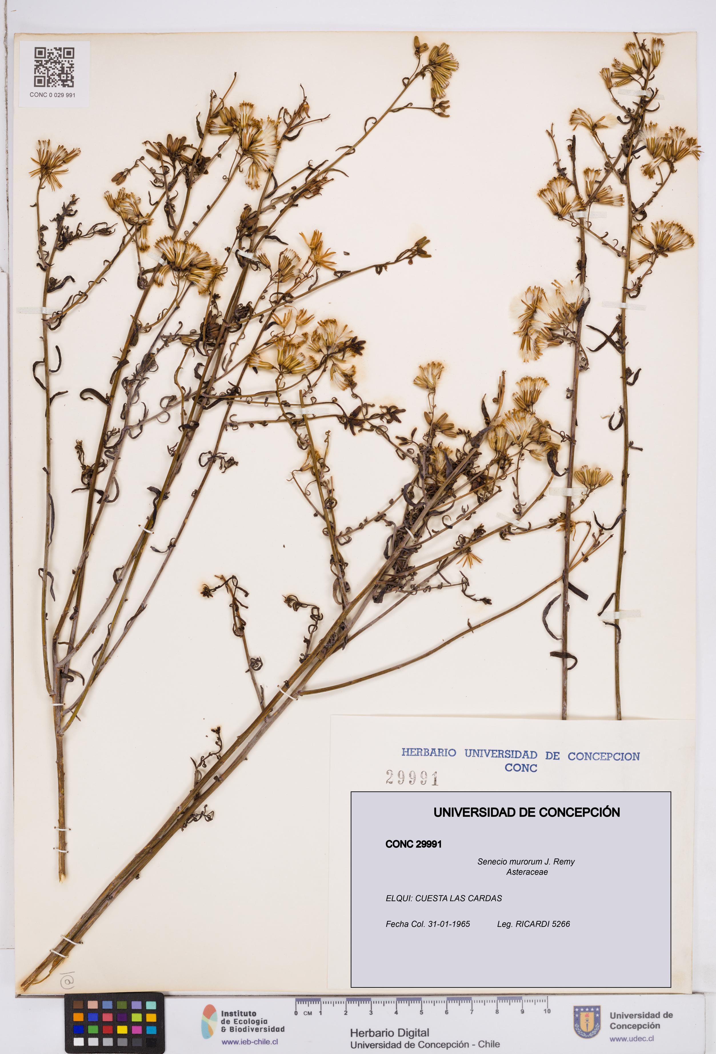Senecio murorum [Espécimen: ]