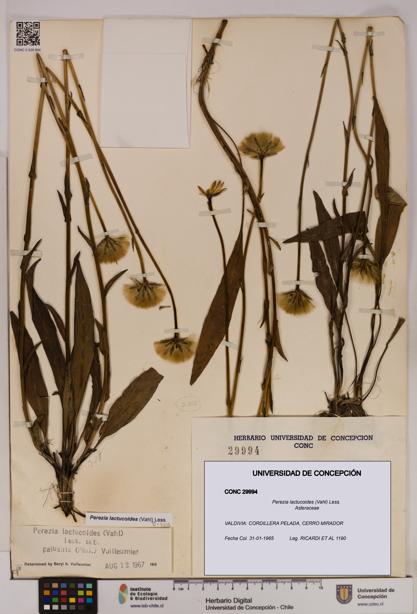 Perezia lactucoides [Espécimen: UDEC:CONC:0029994]
