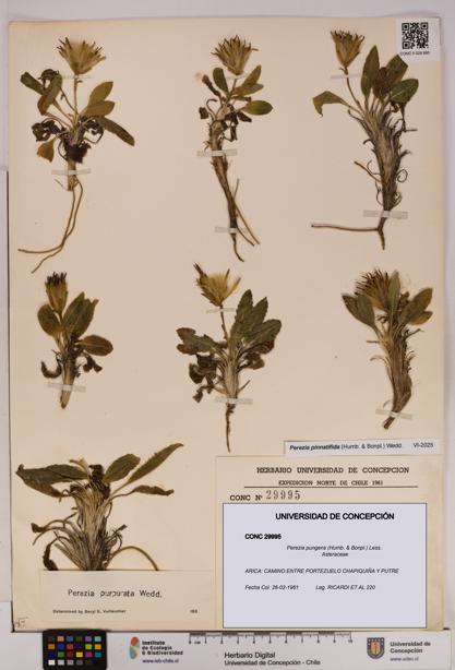 Perezia pungens [Espécimen: UDEC:CONC:0029995]