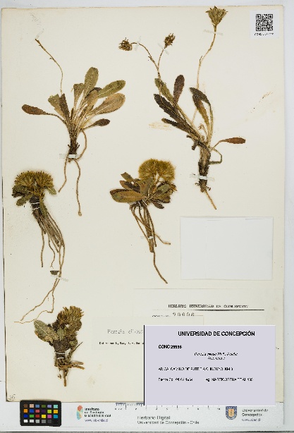 Perezia ciliosa [Espécimen: UDEC:CONC:0029996]