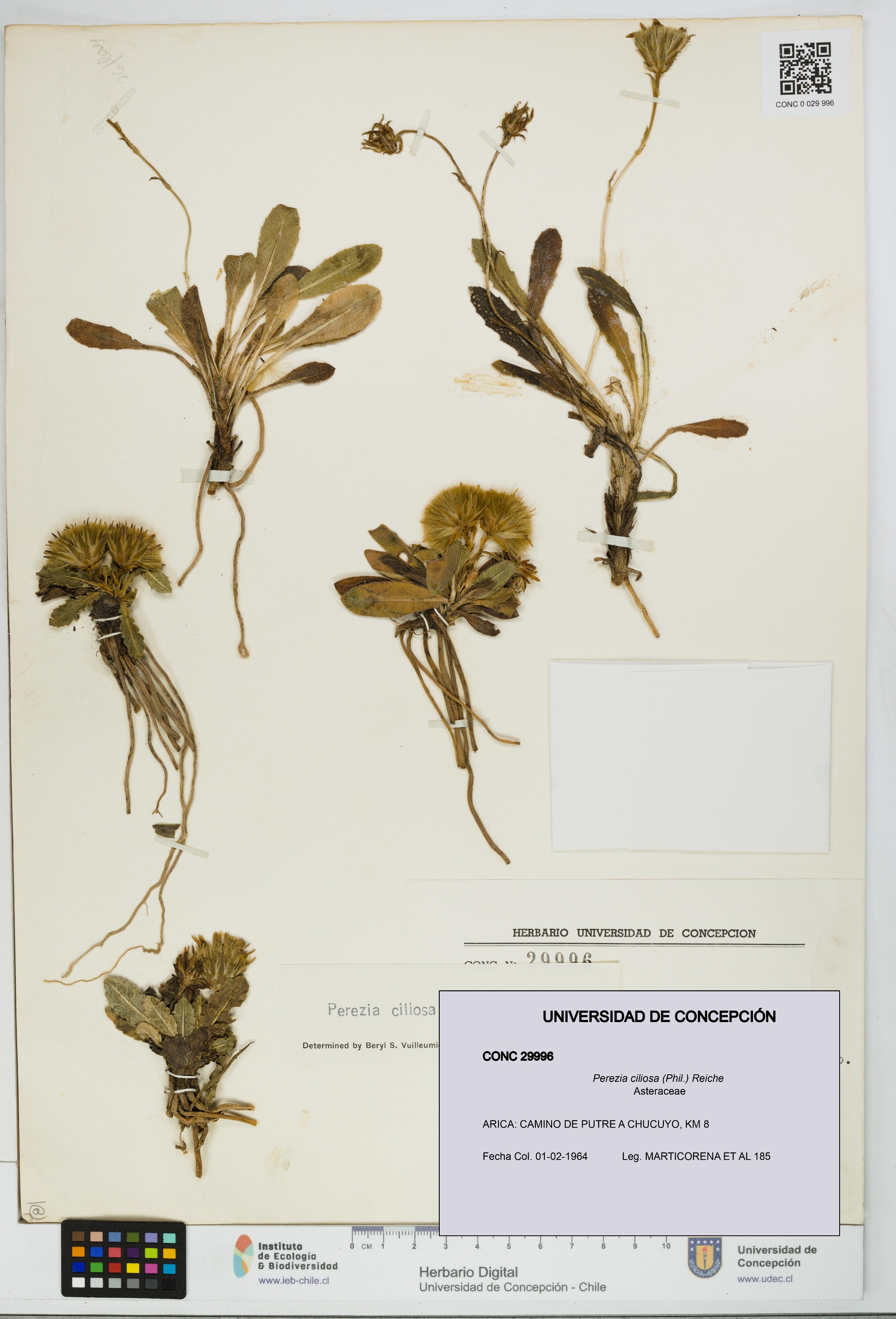 Perezia ciliosa [Espécimen: UDEC:CONC:0029996]