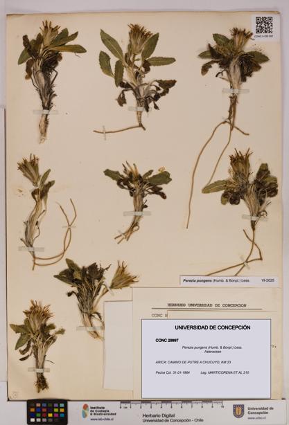 Perezia pungens [Espécimen: UDEC:CONC:0029997]