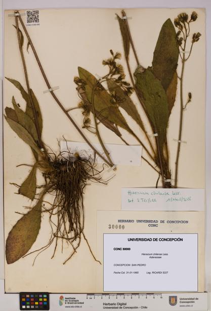 Hieracium chilense [Espécimen: UDEC:CONC:0030000]