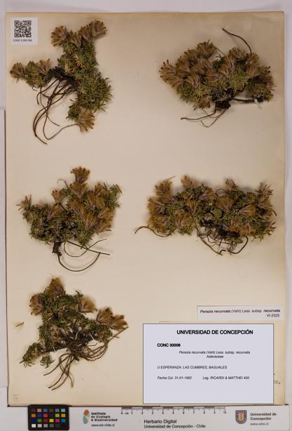 Perezia recurvata subsp. recurvata [Espécimen: UDEC:CONC:0030006]