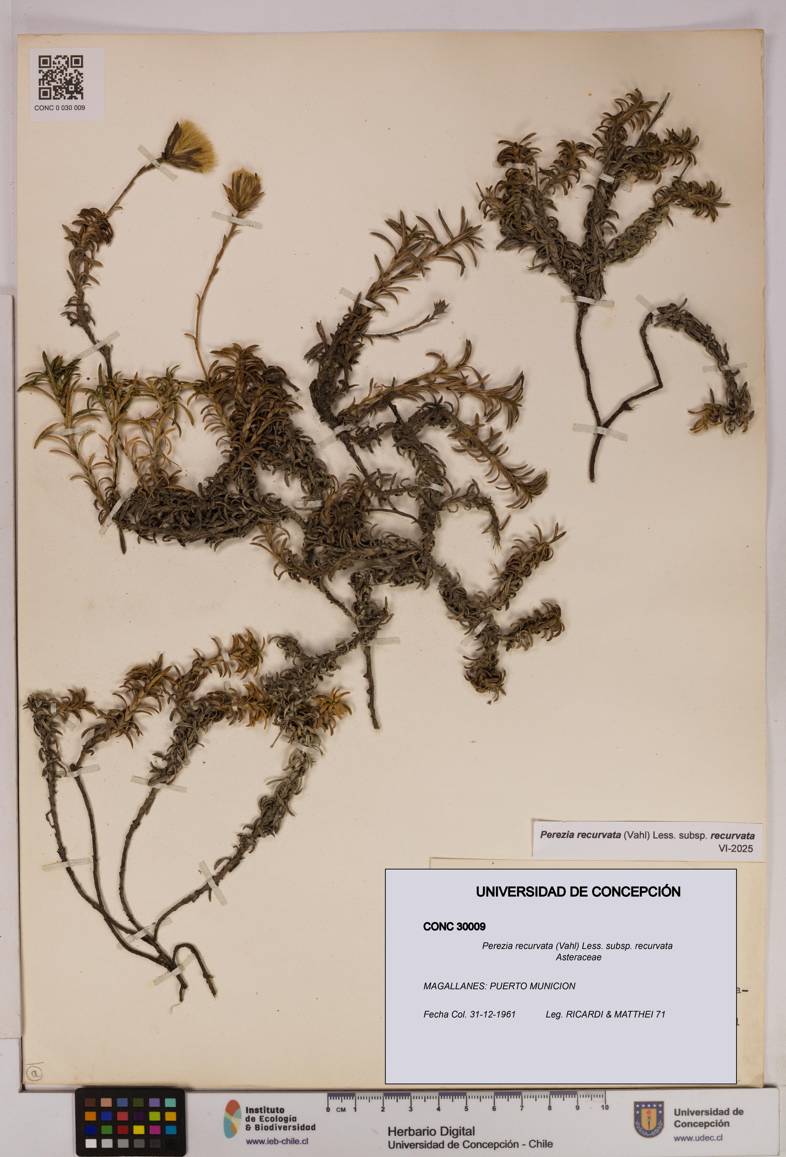 Perezia recurvata subsp. recurvata [Espécimen: UDEC:CONC:0030009]