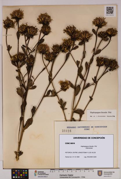 Haplopappus litoralis [Espécimen: UDEC:CONC:0030016]