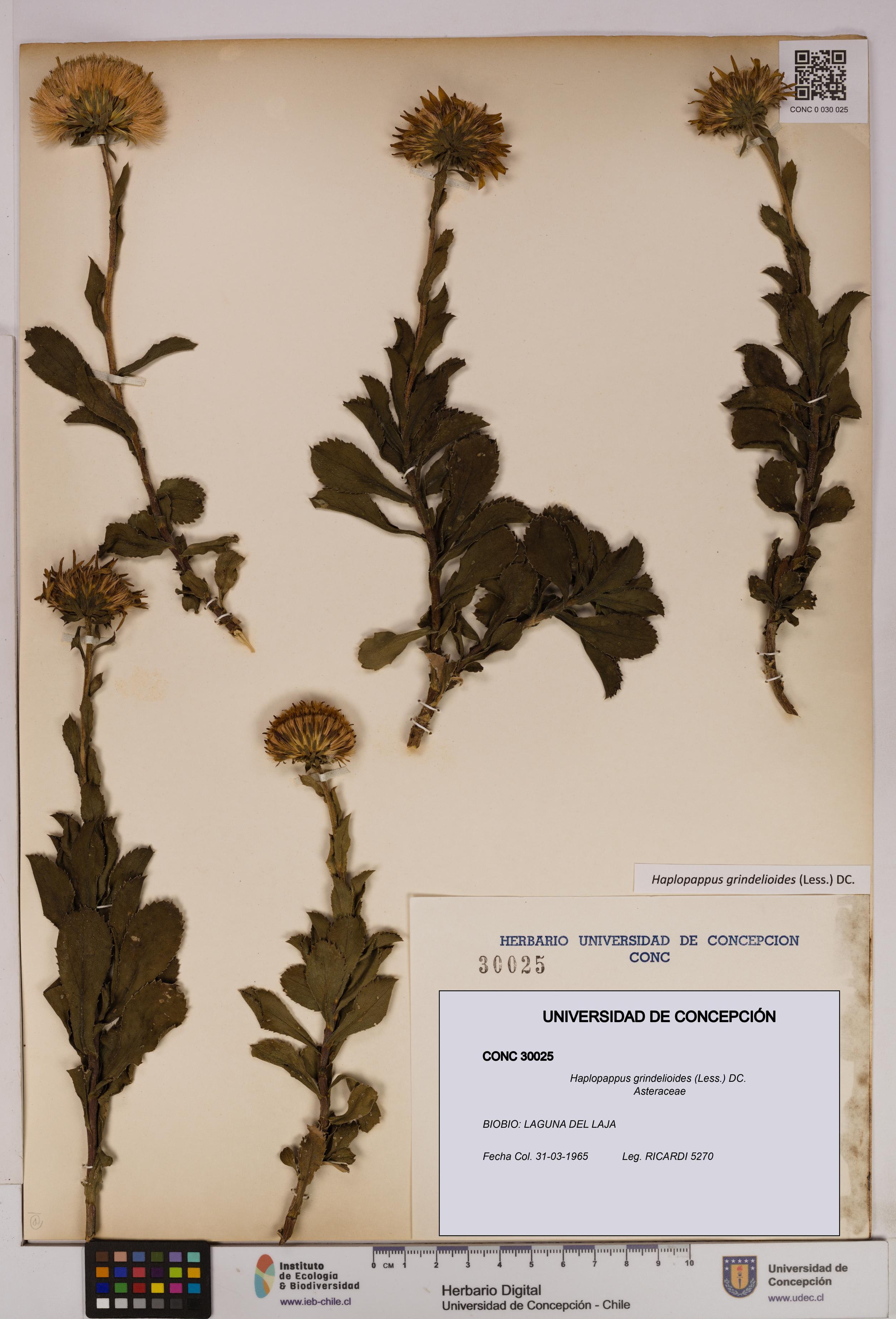 Haplopappus grindelioides [Espécimen: UDEC:CONC:0030025]