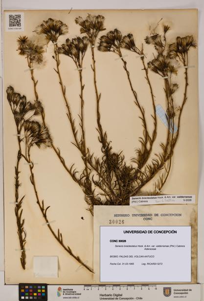 Senecio bracteolatus [Espécimen: UDEC:CONC:0030026]
