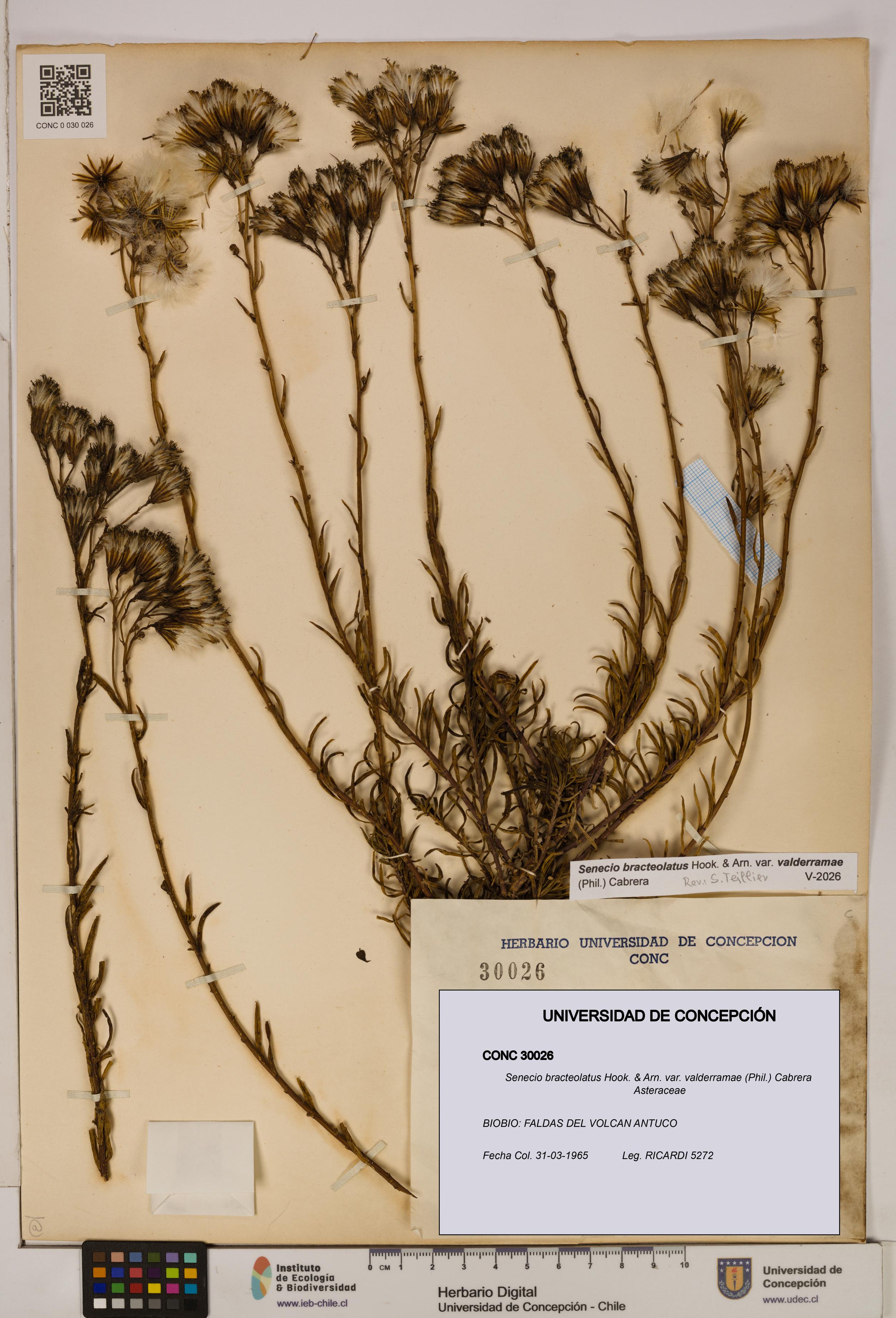 Senecio bracteolatus [Espécimen: UDEC:CONC:0030026]