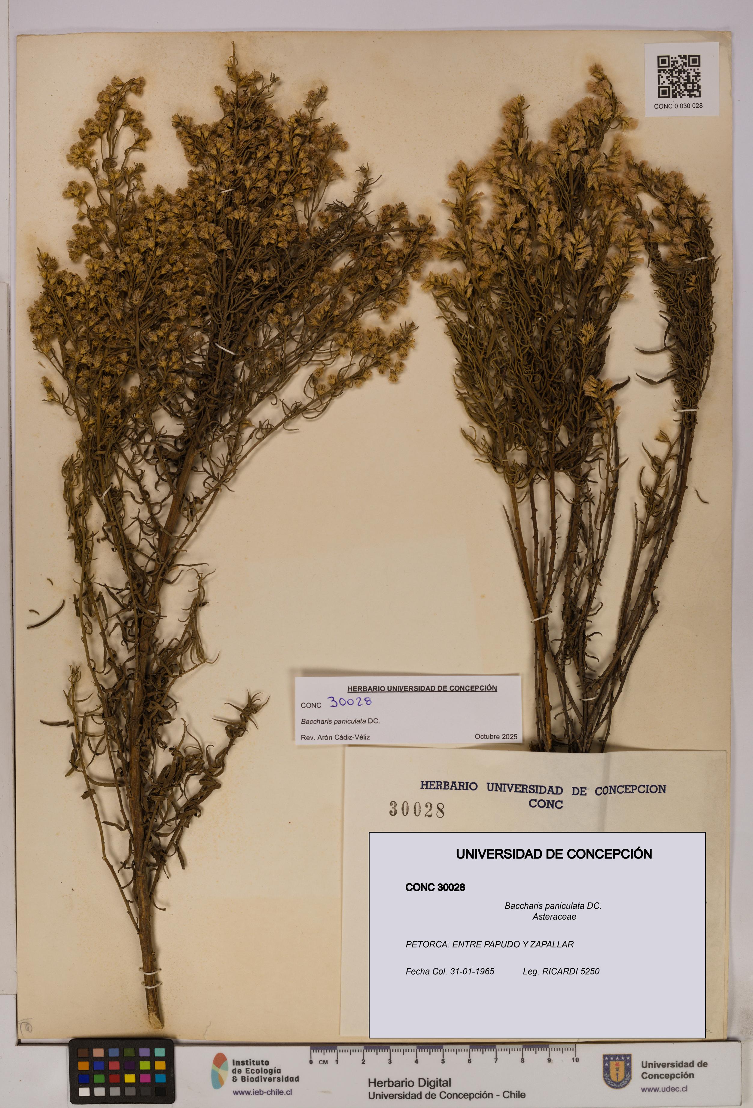 Baccharis paniculata [Espécimen: UDEC:CONC:0030028]