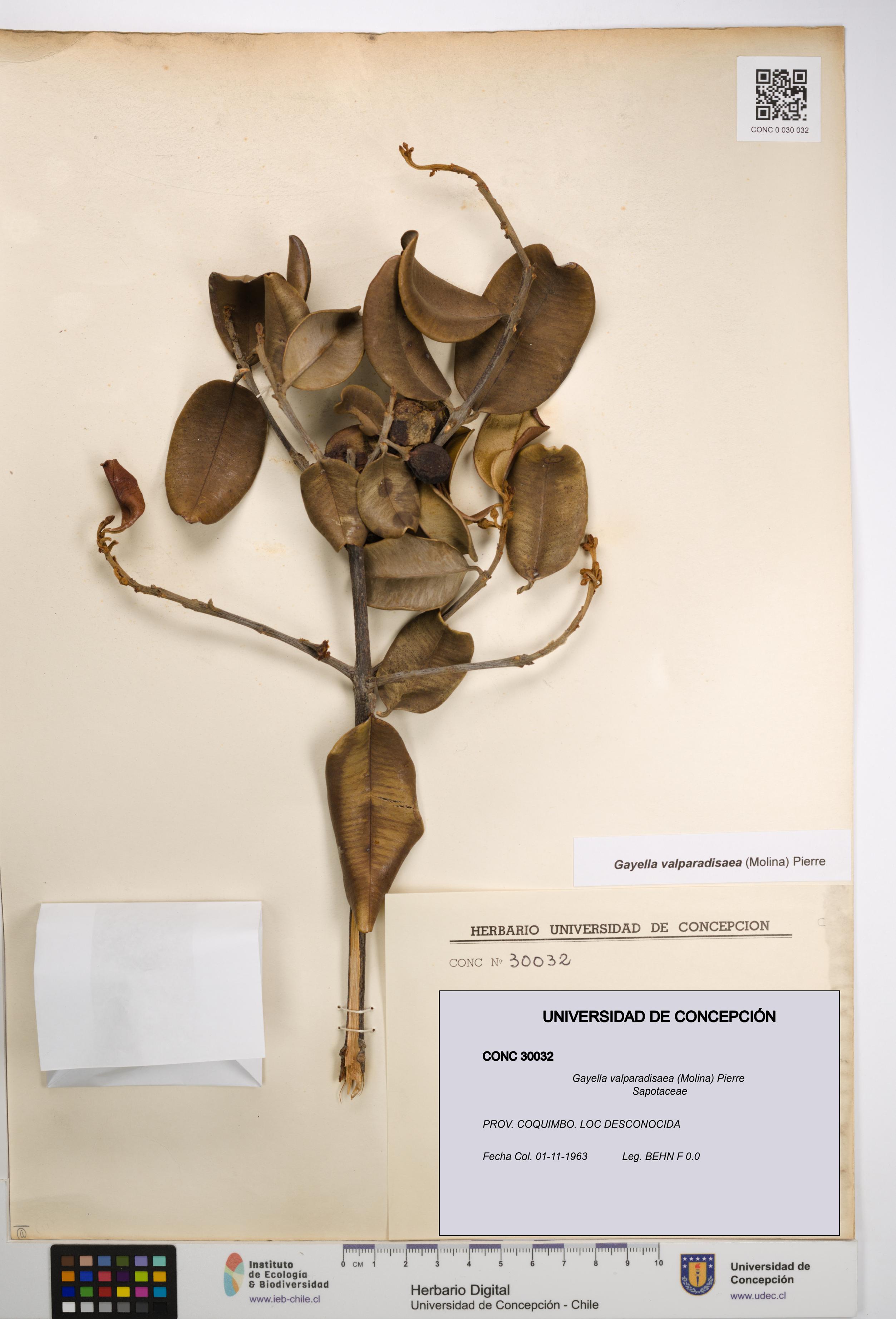 Gayella valparadisaea [Espécimen: UDEC:CONC:0030032]