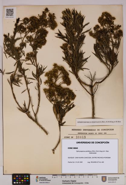 Ophryosporus pinifolius [Espécimen: UDEC:CONC:0030043]