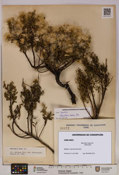 Baccharis neaei [Espécimen: UDEC:CONC:0030072]