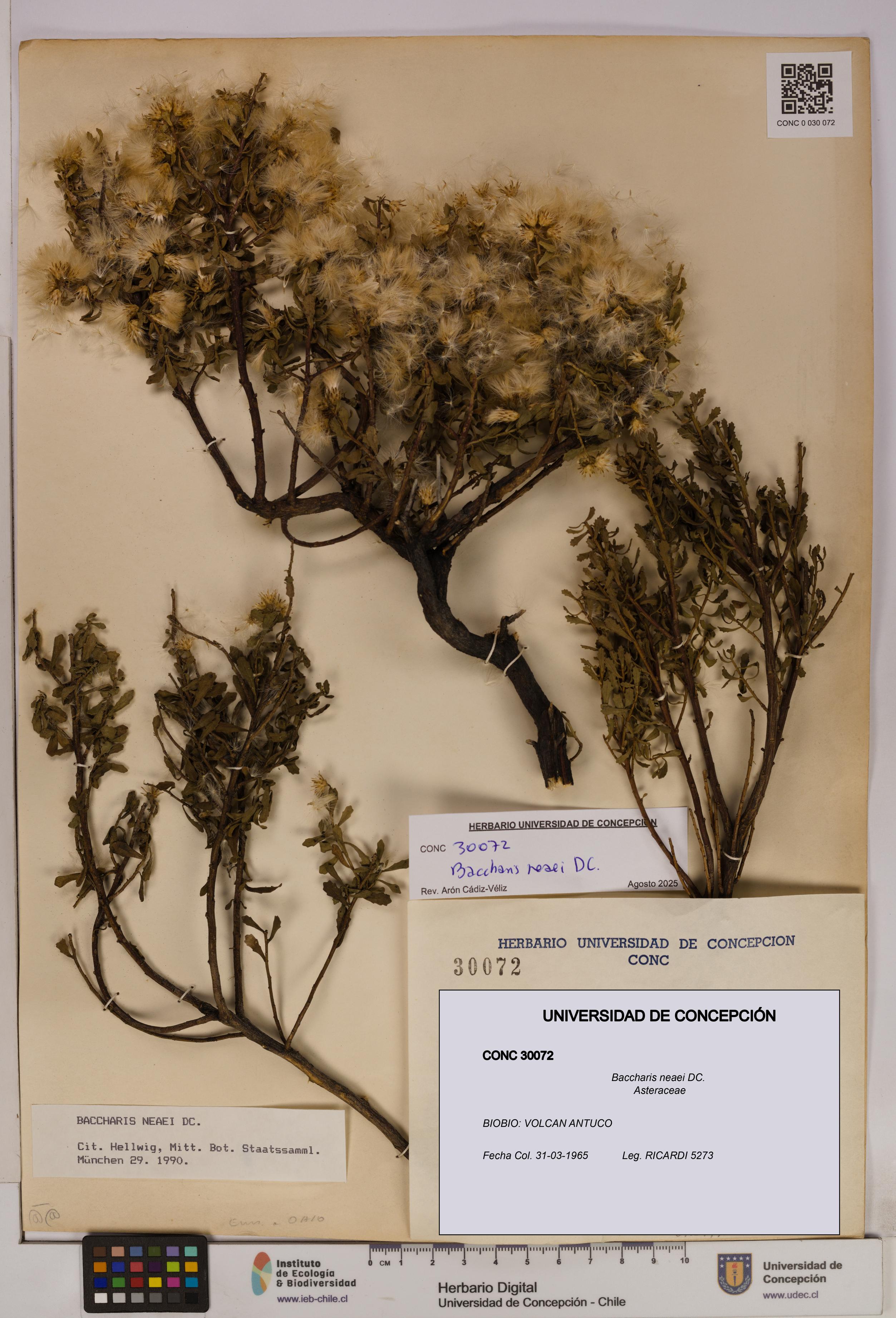 Baccharis neaei [Espécimen: UDEC:CONC:0030072]